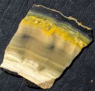 Microbialite - Bumble Bee