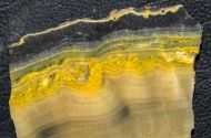 Microbialite - Bumble Bee