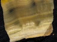 Microbialite - Bumble Bee