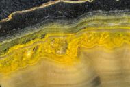Microbialite - Bumble Bee