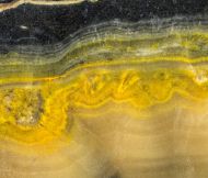 Microbialite - Bumble Bee