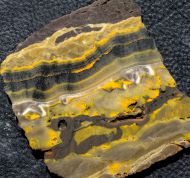 Microbialite - Bumble Bee