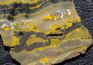 Microbialite - Bumble Bee
