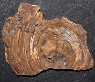 Conophyton basalticum M.R.Walter, 1972