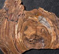Conophyton basalticum M.R.Walter, 1972