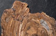 Conophyton basalticum M.R.Walter, 1972