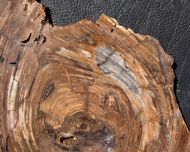 Conophyton basalticum M.R.Walter, 1972