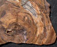 Conophyton basalticum M.R.Walter, 1972