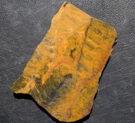 Pilbaria perplexa Walter, 1972