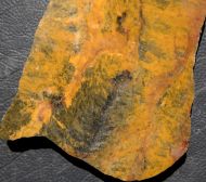 Pilbaria perplexa Walter, 1972
