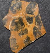 Pilbaria perplexa Walter, 1972