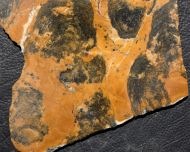 Pilbaria perplexa Walter, 1972