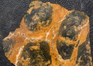 Pilbaria perplexa Walter, 1972