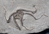 Ophiura sp.