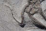 Ophiura sp.