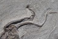 Ophiura sp.