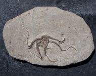 Ophiura sp.