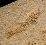 Leptolepis sprattiformis BLAINVILLE, 1818