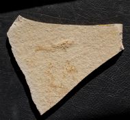 Leptolepis sprattiformis BLAINVILLE, 1818