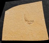 Leptolepis sprattiformis BLAINVILLE, 1818