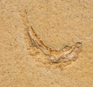 Leptolepis sprattiformis BLAINVILLE, 1818