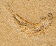 Leptolepis sprattiformis BLAINVILLE, 1818