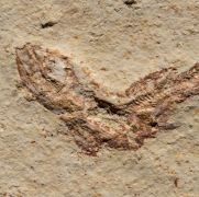 Leptolepis sprattiformis BLAINVILLE, 1818 & Saccocoma tenella GOLDFUSS