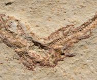 Leptolepis sprattiformis BLAINVILLE, 1818 & Saccocoma tenella GOLDFUSS
