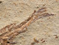 Leptolepis sprattiformis BLAINVILLE, 1818 & Saccocoma tenella GOLDFUSS