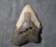 Otodus megalodon (Agassiz, 1835)