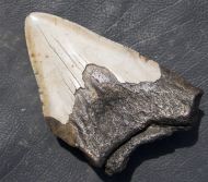 Otodus megalodon (Agassiz, 1835)