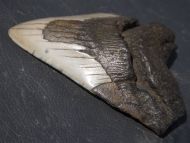 Otodus megalodon (Agassiz, 1835)