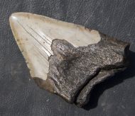 Otodus megalodon (Agassiz, 1835)