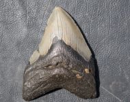 Otodus megalodon (Agassiz, 1835)