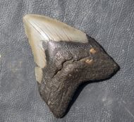 Otodus megalodon (Agassiz, 1835)