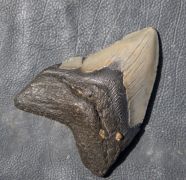 Otodus megalodon (Agassiz, 1835)
