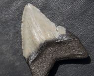 Otodus megalodon (Agassiz, 1835)