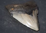 Otodus megalodon (Agassiz, 1835)