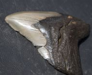 Otodus megalodon (Agassiz, 1835)