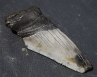 Otodus megalodon (Agassiz, 1835)