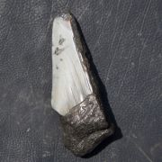 Otodus megalodon (Agassiz, 1835)