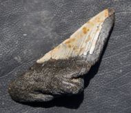 Otodus megalodon (Agassiz, 1835)