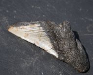 Otodus megalodon (Agassiz, 1835)