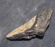 Otodus megalodon (Agassiz, 1835)