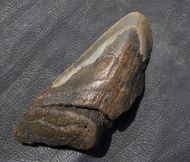Otodus megalodon (Agassiz, 1835)