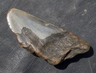 Otodus megalodon (Agassiz, 1835)