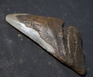Otodus megalodon (Agassiz, 1835)