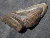 Otodus megalodon (Agassiz, 1835)