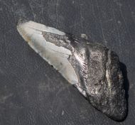Otodus megalodon (Agassiz, 1835)