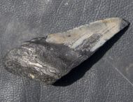 Otodus megalodon (Agassiz, 1835)